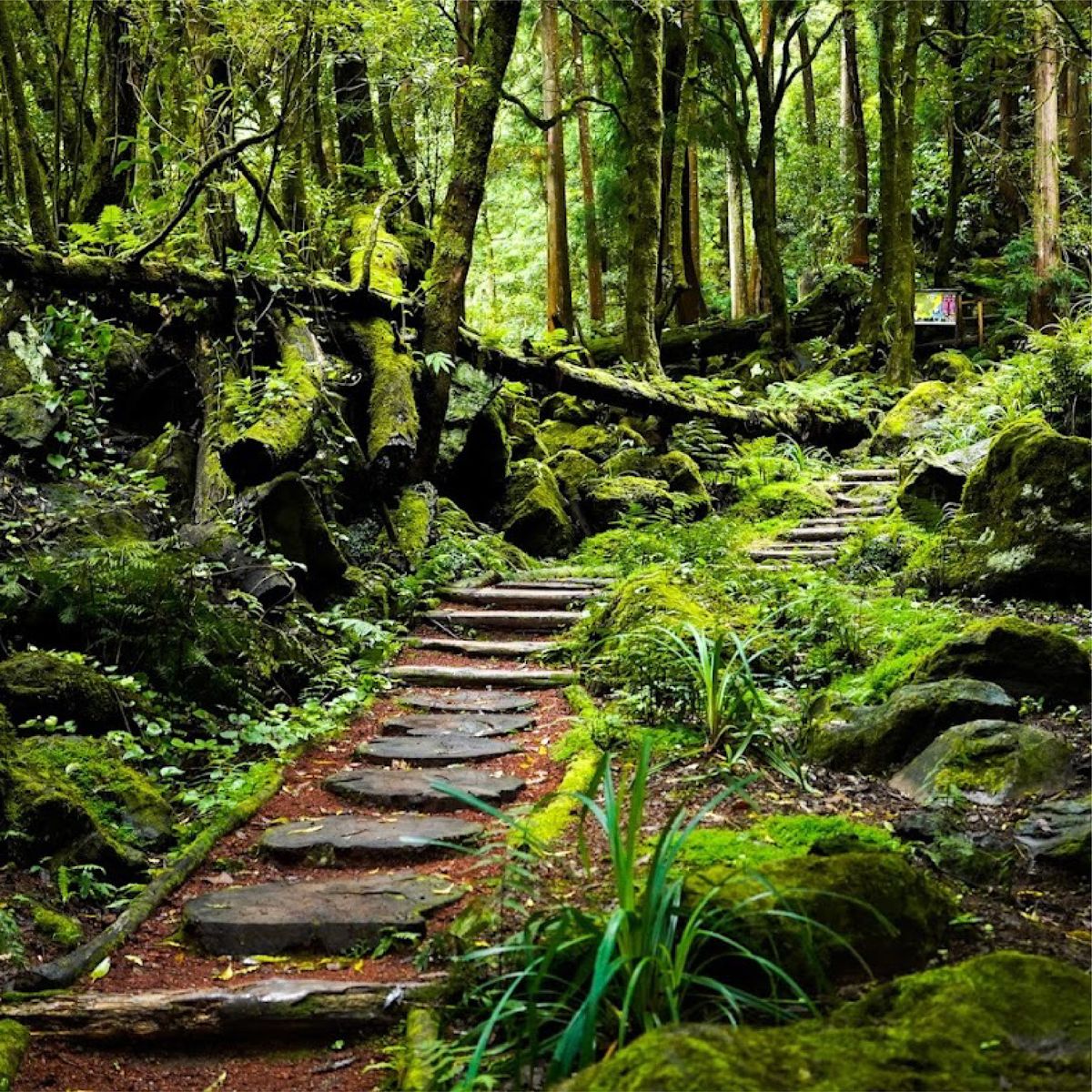 Fotografia de referência para a paleta de cores do Parque Grená, texturas e tons naturais das Furnas