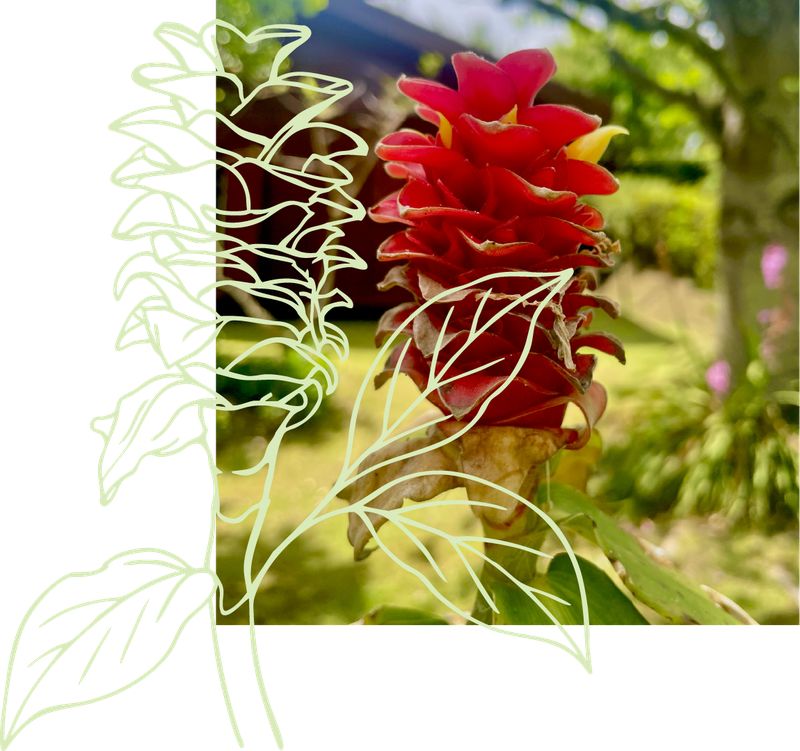 Ilustração botânica da flor de curubá, elemento gráfico da identidade da Quinta dos Curubas Cottages